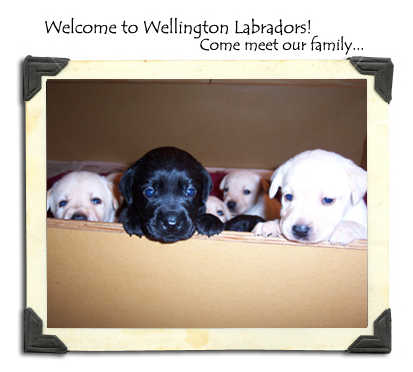 Welcome to Wellington Labs