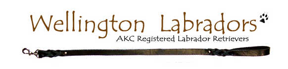 Wellintgon Labradors Logo